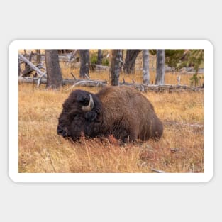 Wild Buffalo (Bison) Sitting in a Field Sticker